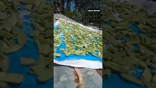G&Uuml;NEŞTE  KURUTULUYOR FAS&Uuml;LYE  KIŞLIK T&Uuml;KETİM #fasulye #fas&uuml;lye#kurutma#yusufeli #sebzecilik#sors#yt