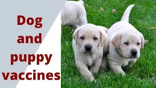 Puppy and dog vaccines