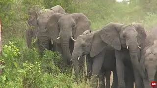Elephants vs Wild dogs