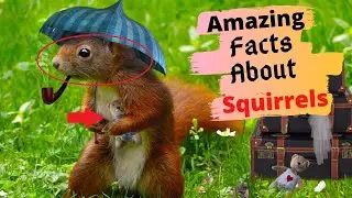 Most AMAZING Top 10 things (9.67) about Squirrels!!!