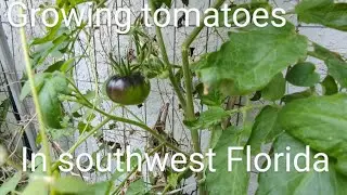 Intro to Tomato Growing in Southwest Florida
