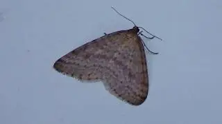 Bruce Spanworm Moth