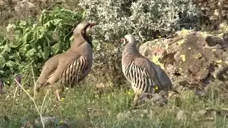 Keklik Avı (Bağlı) - الحجل طائر - куропатка - partridge