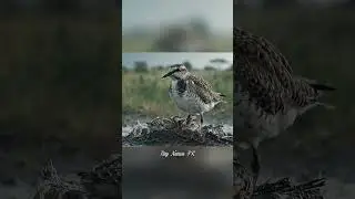 4K UHD African Wildlife Drama | Brave Bird Saves Babies in Rain