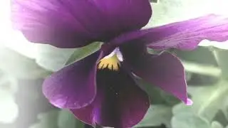 パンジー・ビオラ全体の花言葉「もの思い」「私を思って」「誠実」「信頼」　　　　　　　　　　　　　　　　　癒しの花と音楽