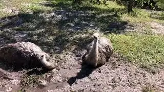 Bird bath time 💦 Emus!