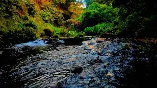 Tranquil Waterside Haven: Birdsong and Gentle Rapids Meditation