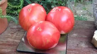 Огромный, очень вкусный, фирменный бифштекс от Hoy Tomato!!