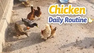 My chickens daily routine | Chicken and duck 