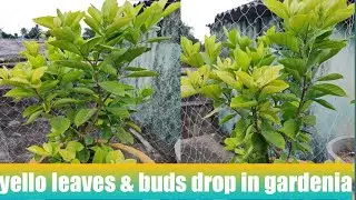 How to cure yellow leaves and bud drop in gardenia