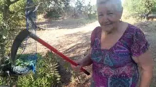 🌿🍀 Yucca, Minha mãe e outras plantas