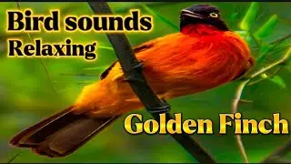 Black crested Golden Finch Bird Sound Bird Call Singing And Chirping