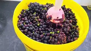 Easiest Way To Make Grapes Vinegar