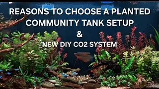 Why Choose a Planted Community Tank Setup? & New DIY CO2 System || TANK UPDATE
