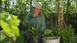 Green walls and a GA crew's Garden | Gardening Australia 2025 Full Episode