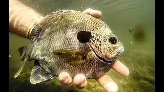 BIG BLUEGILL - LIVE BAIT vs  LURE CHALLENGE!