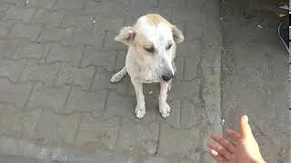 Amazing Dog :)