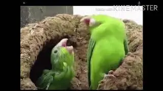 10 Super weird gifs