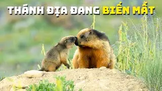 Cao Nguyên Deosai - Khi Hộp Nhạc Tự Nhiên Đóng Lại | Khám Phá Thế Giới Động Vật Hoang Dã