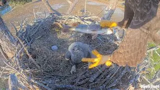 SWFL EAGLE CAM 2026.1.10 🐟In the evening, M15 brought fish. Close-ups of F23 and E26.
