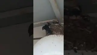 Happy Birds