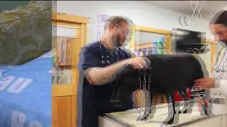 Harrison County Humane society warns against pets as holiday gifts