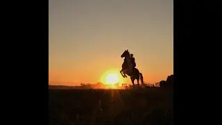 Flykan | training of a young horse 🐴