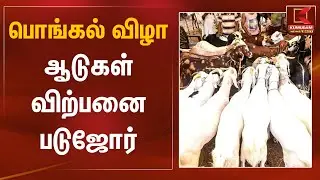 பொங்கல் விழா ஆடுகள் விற்பனை படுஜோர்! | Dharmapuri Goat Sale | Kumudam News