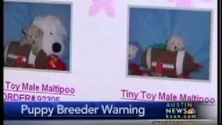 BBB alert Amanda's puppies