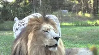 cameron & zabu..... bittersweet symphony