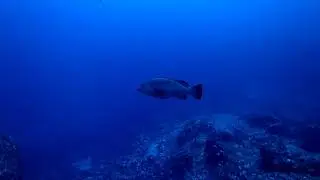 Ustica - Punta Galera - Cernia