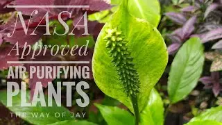 Air Purifying Plants | Best Air Filtering Houseplants