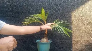 BONSAI KELAPA DEHIDRASI @ACarikBinsai