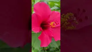 大紅色🌺 Chinese Hibiscus #plants #amazing #植物 #amazingplants #smalllittlethings #大自然 #植物のある生活 #美麗