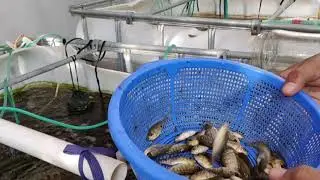 Biofloc culture tank-2 | তেলাপিয়া মাছের পোনা ছাড়া হচ্ছে ১০-০৬-১৯