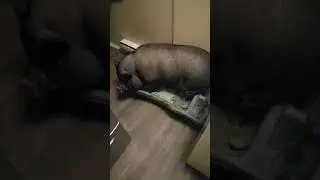 Petunia The Pig