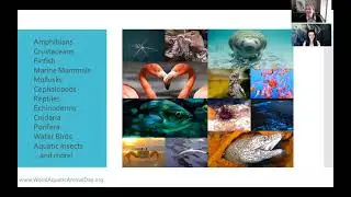 Introduction to World Aquatic Animal Day 2021&ndash;The Impact of Our Human Activities on Aquatic Animals