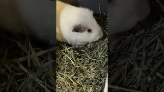 “Let’s unbox  my guinea pigs’ Christmas piggy box together…”	