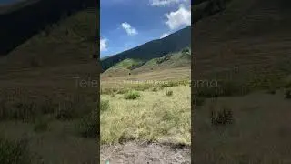 Bukit Teletubbies Bromo #shorts #bromo #bromotour