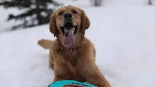 Ruffwear - 175 Dog Years and Counting
