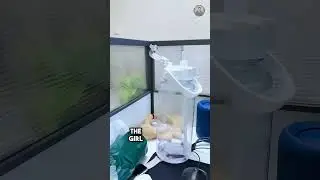 This Mischievous Cat Touched the Water Bottle &ndash; Now the Girl Can&rsquo;t Drink from It 🤣 #shorts