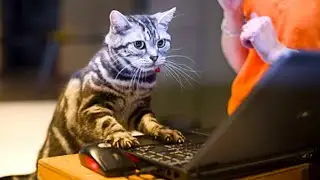 ANIMALS BEING SMART