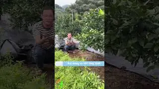 Bạt chống cỏ AGT Th&aacute;p Xanh #thapxanh #batchongco #batphunongnghiep #baovethucvat #nongnghiep