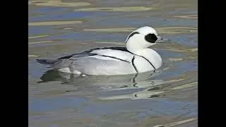 Smew Duck Call