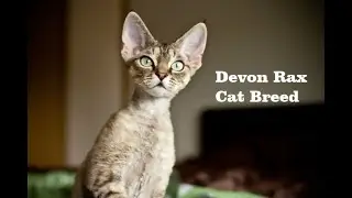 The World Most Expensive (Devon Rex Cat Breed ) Videos