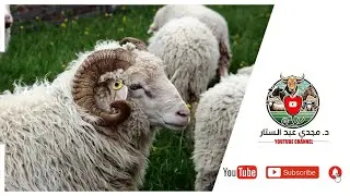 مشروع تربيه الاغنام : شباب زي الورد ربنا يبارك في المال