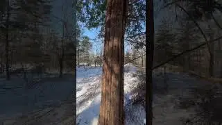 Кто знает , пиши в комментарии #лес 2024#тайга