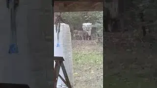 Deer eating apples an corn 