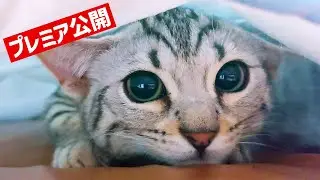 活発な忠猫だった子猫のジェネッタ