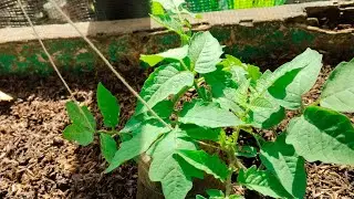 Pindah tanam benih tomat mawar jumbo, nabung tanaman😄 supaya kebun kembali rimbun